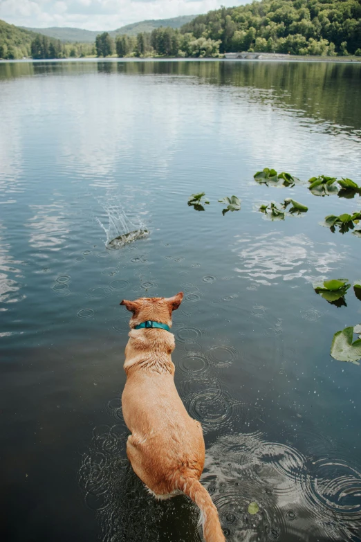 dog running through the water with lily pads in its mouth