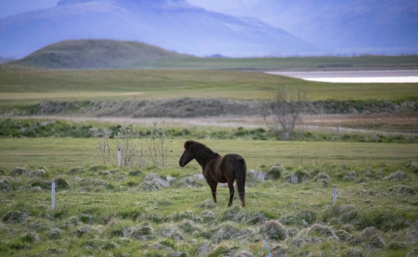 a brown horse stands in the grass next to some mountains