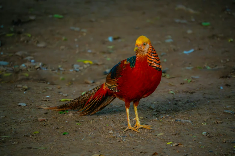 a large bird standing on top of a dirty ground