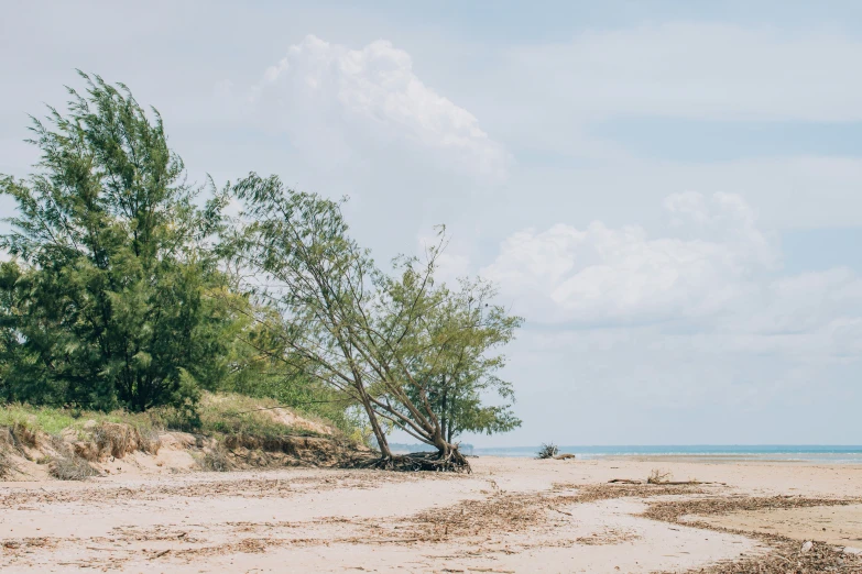 a lonely tree sitting on the sand near the ocean