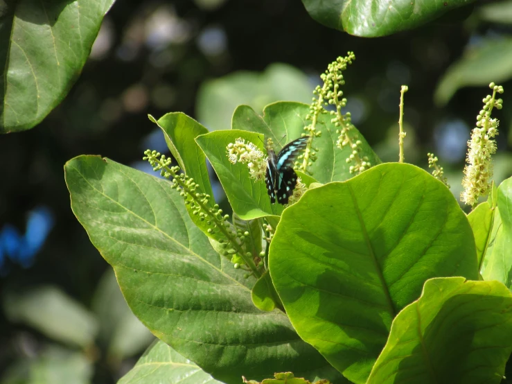 a beautiful blue and black erfly sitting on a green leafy tree