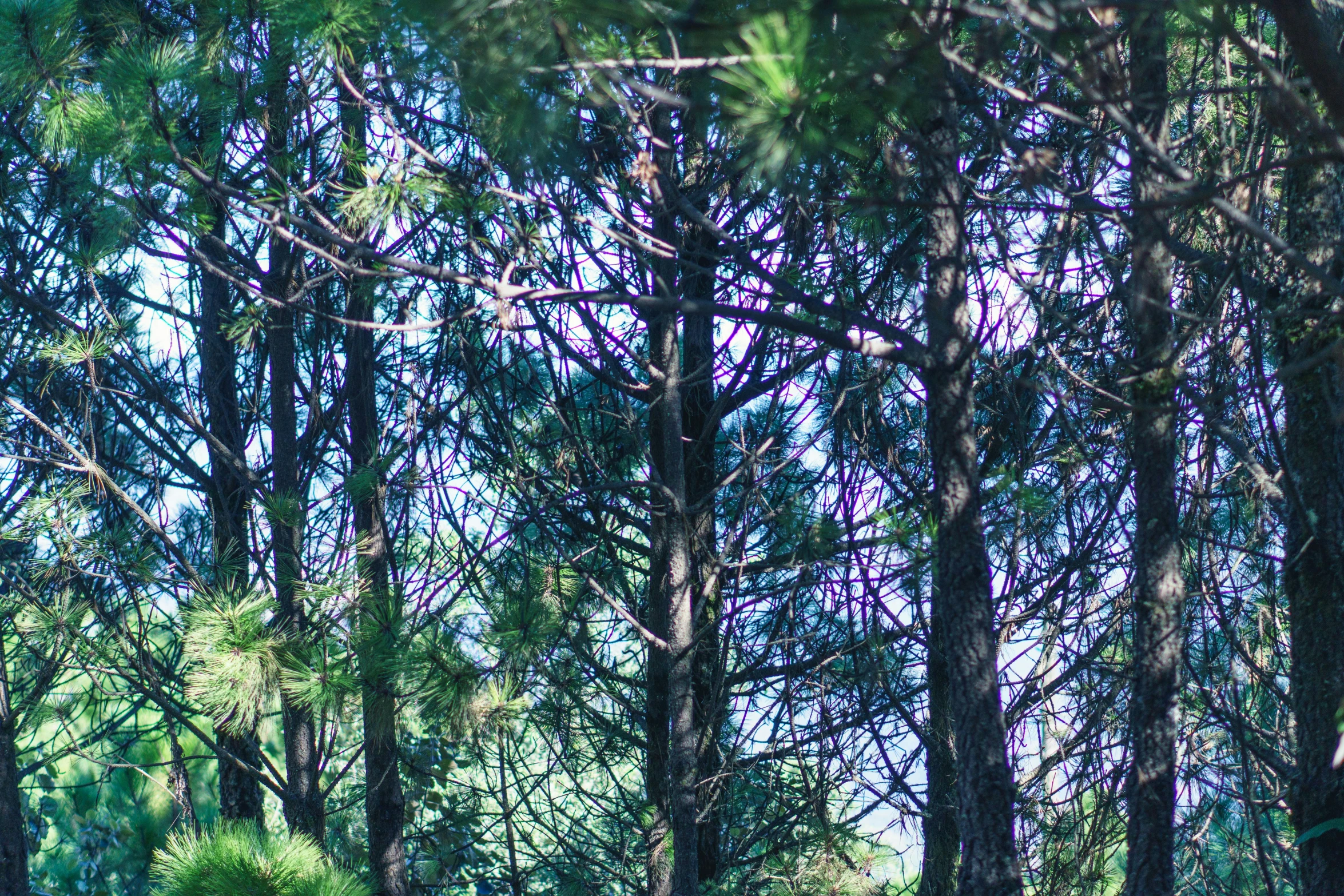 a black dog standing in a green forest