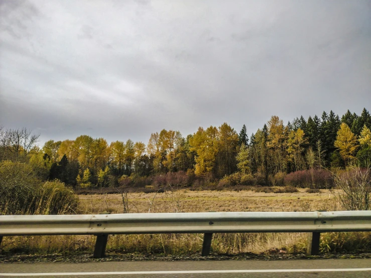 a highway with tall trees and grass in the background