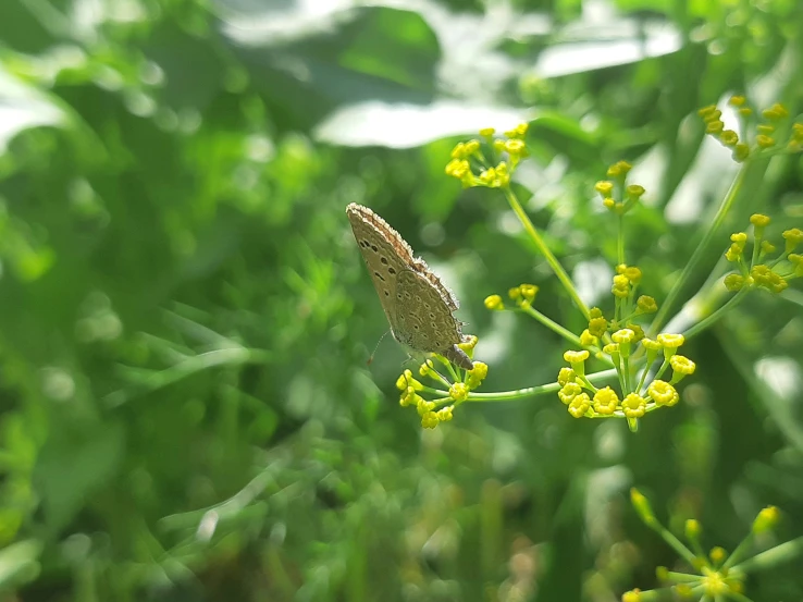 a small erfly sits on a nch of green