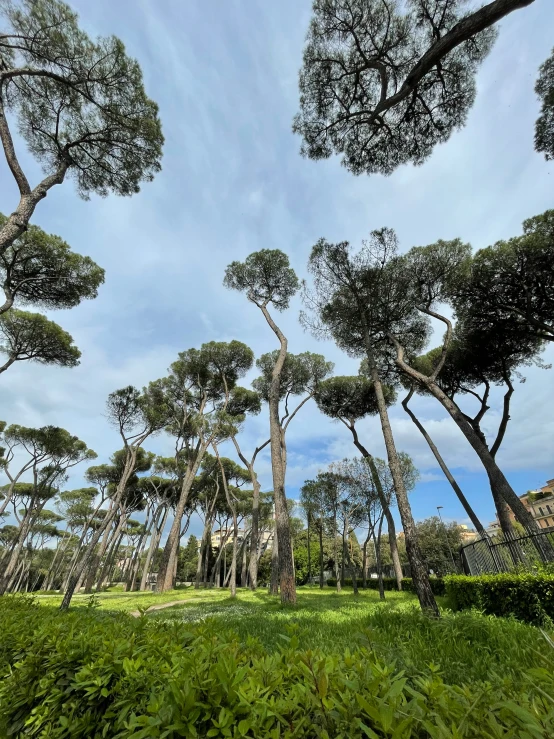 a large forest with many tree nches and grass