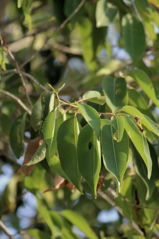a tree with green leaves hanging from the nches