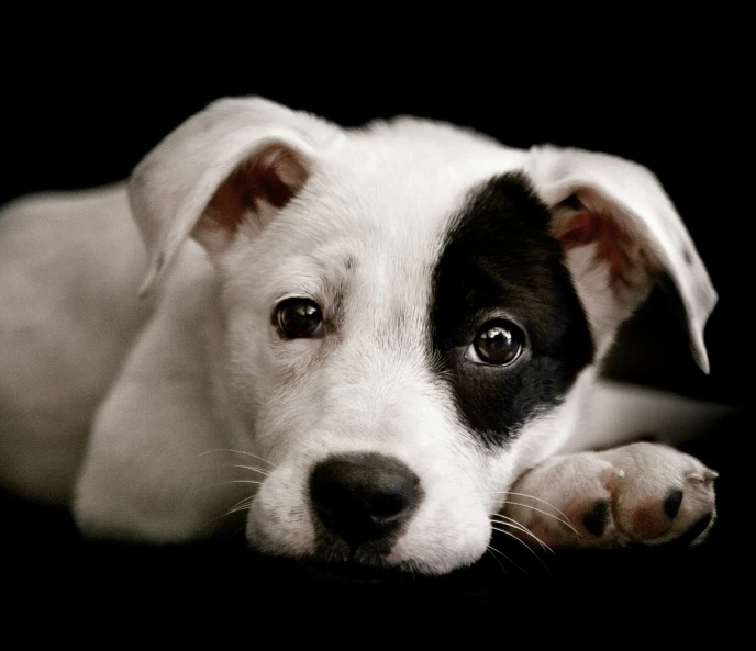 black and white puppy laying down on the ground