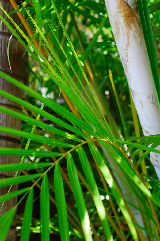a closeup view of some leaves of palm trees