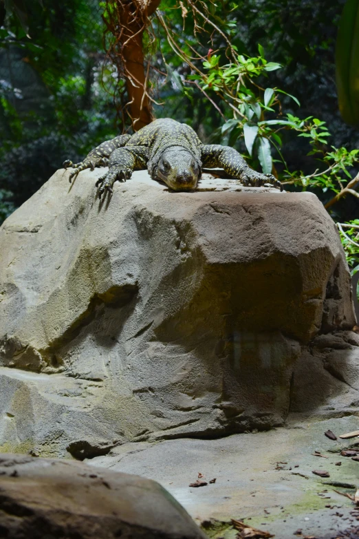 an image of a large lizard sitting on a rock