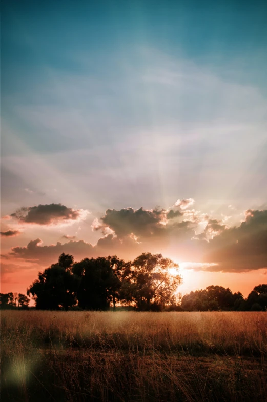 trees against a sunset with long grass in foreground