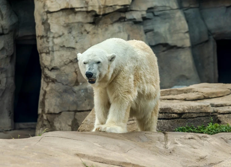 a polar bear standing on top of large rocks