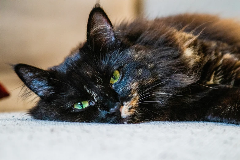 a black and tan cat laying on top of a white carpet