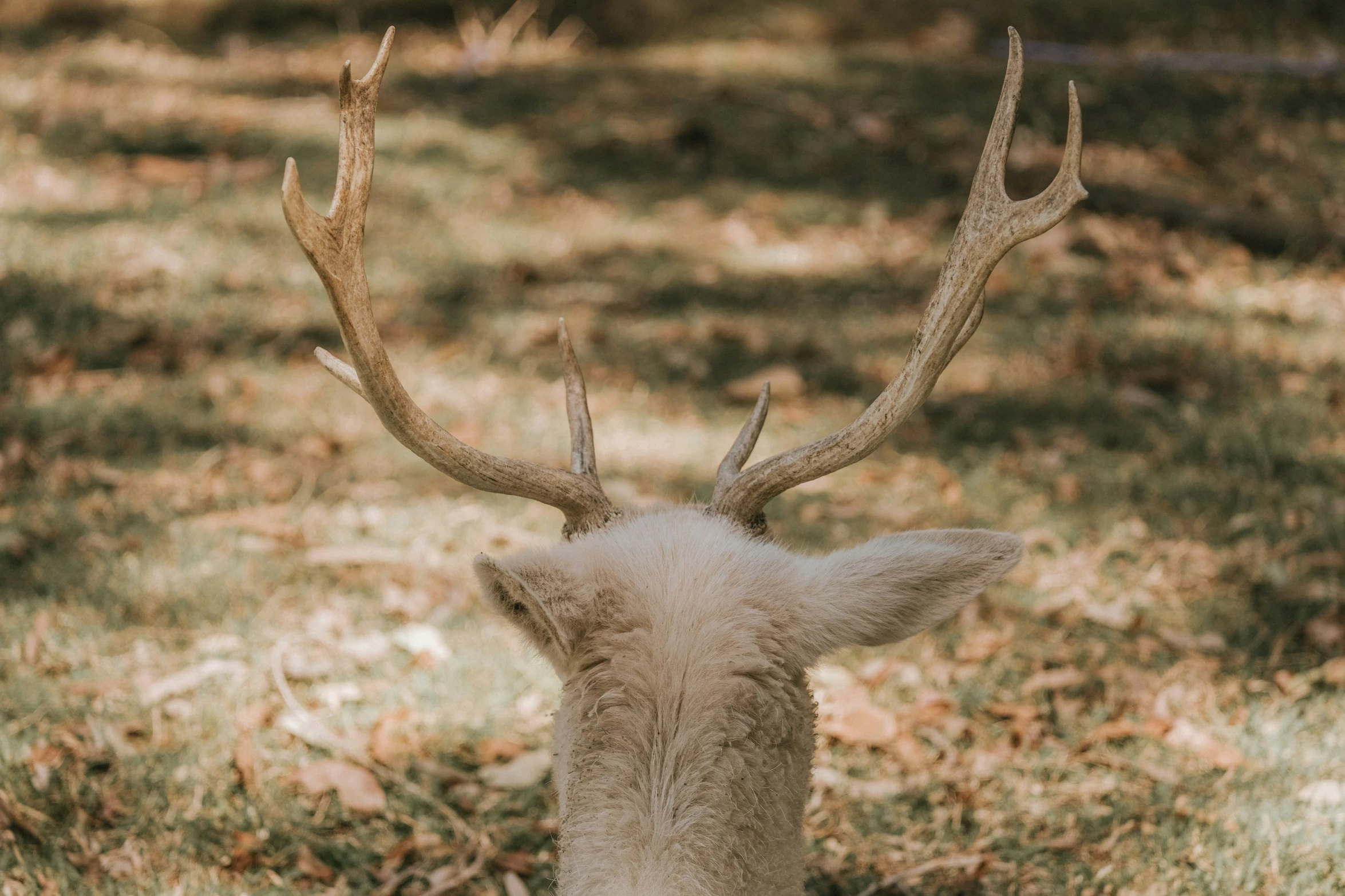 this deer has very large horns and brown spots