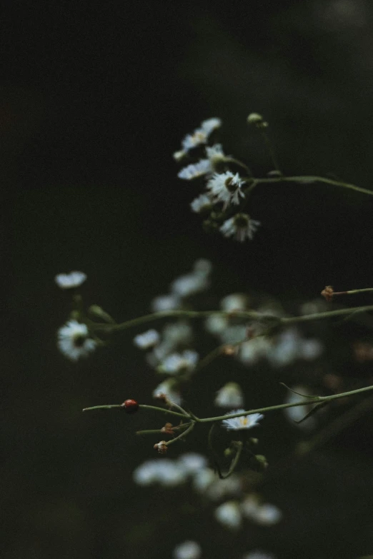 close up view of wild flowers with blurry background