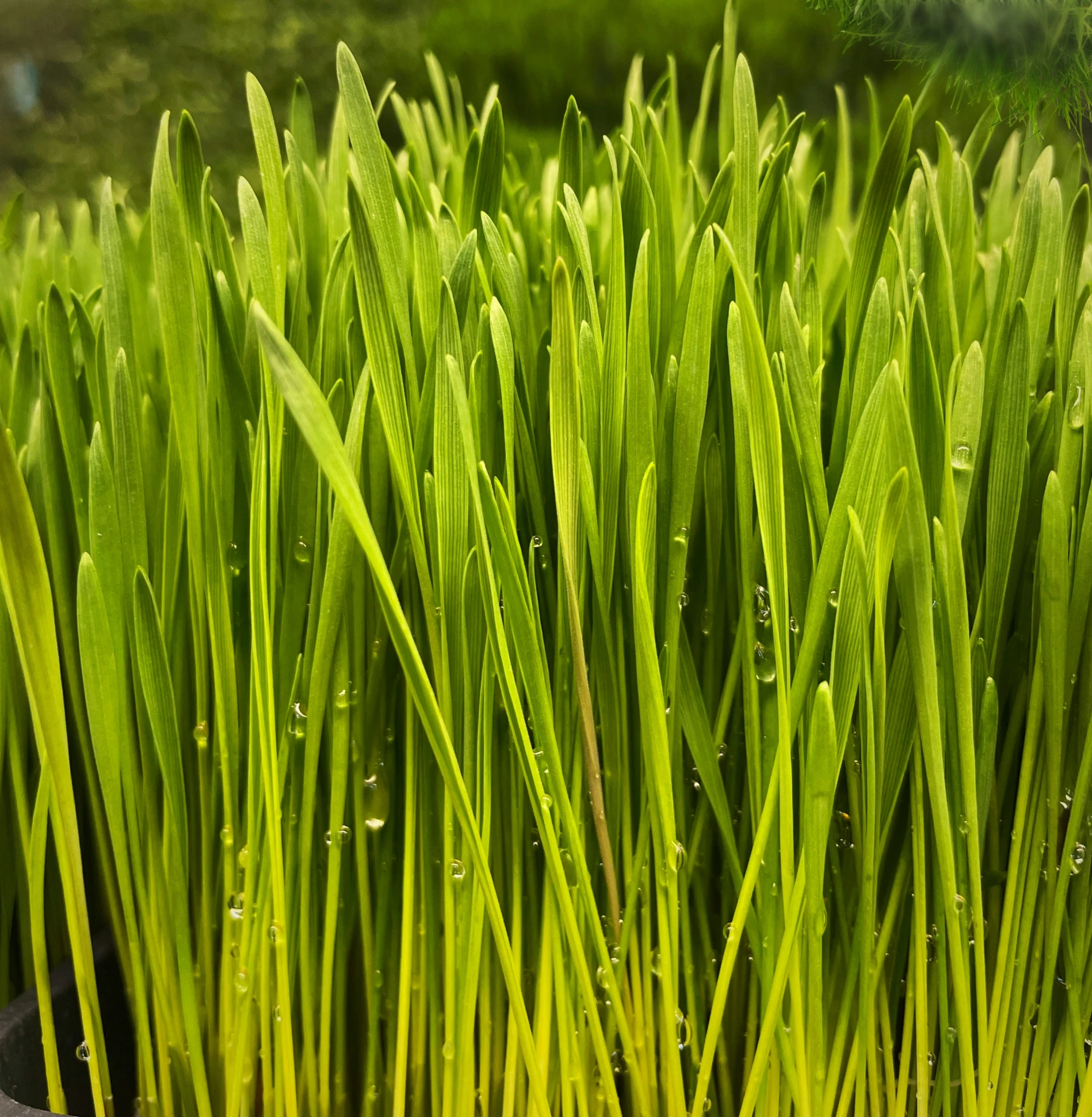 green grass is shown in the foreground and with dew