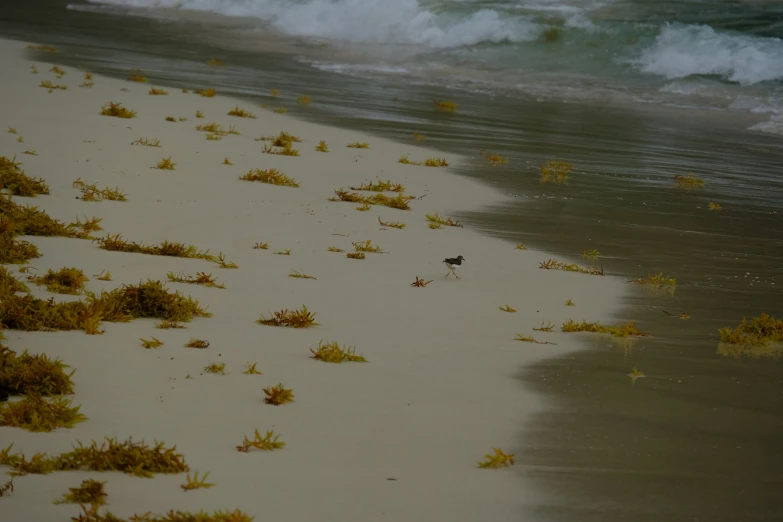 a black dog on a beach near some water