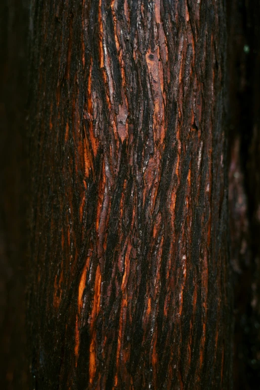 a red tree bark showing reddish brown streaks