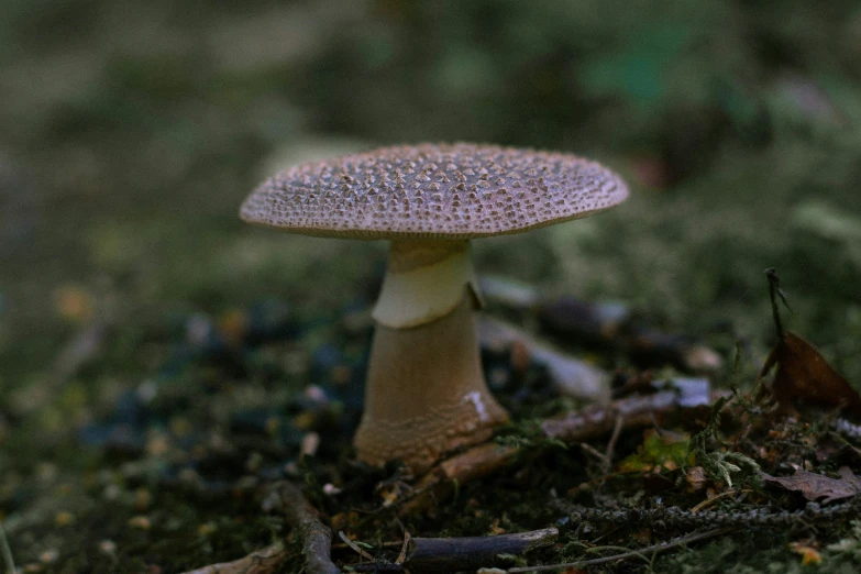 small mushroom with speckles in the green grass