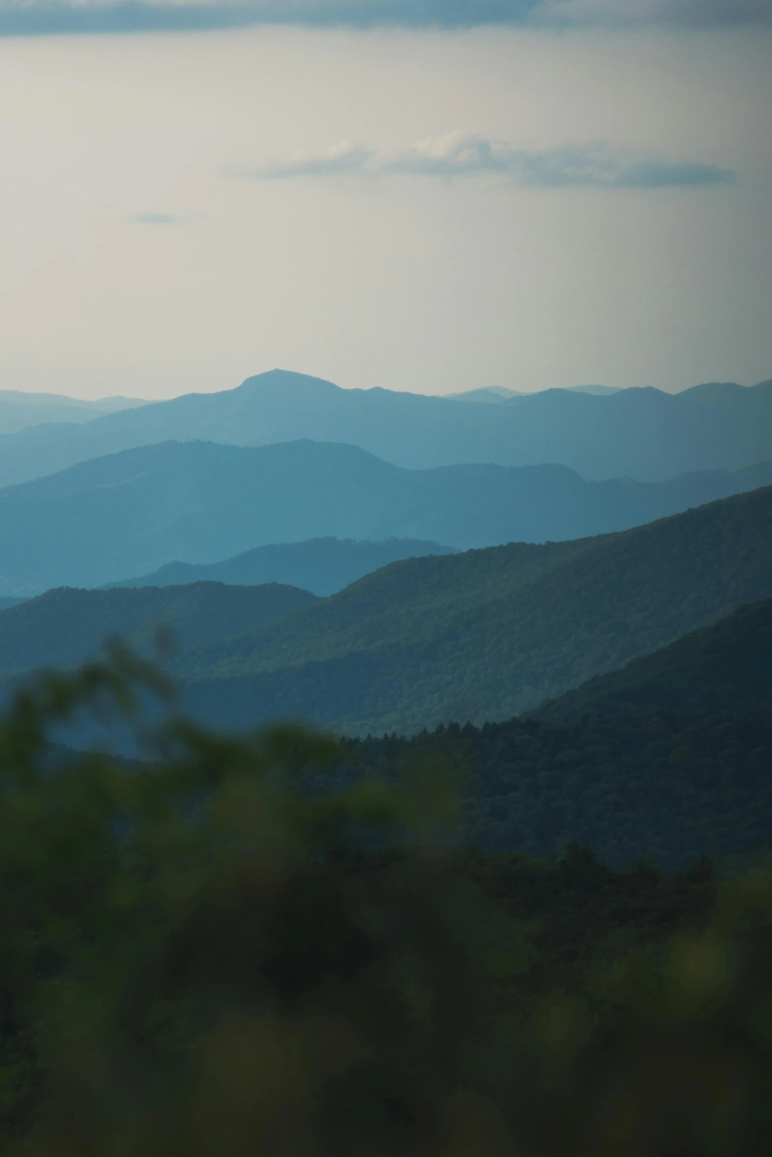 mountains with green trees and no leaves