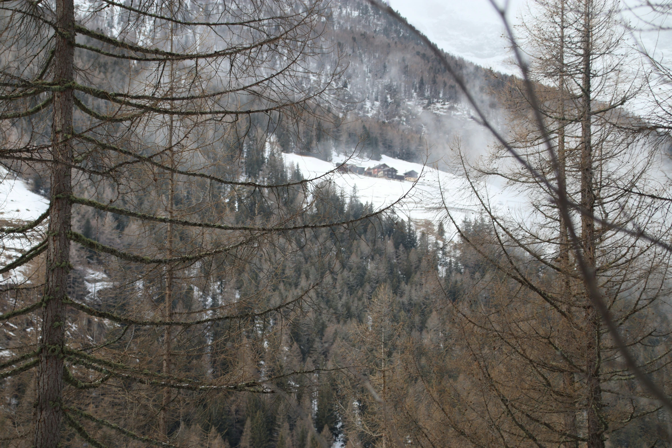 a snowy landscape with trees and a house