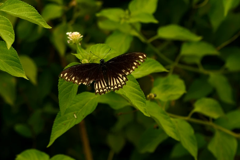 the erfly is resting on the leaf of a plant