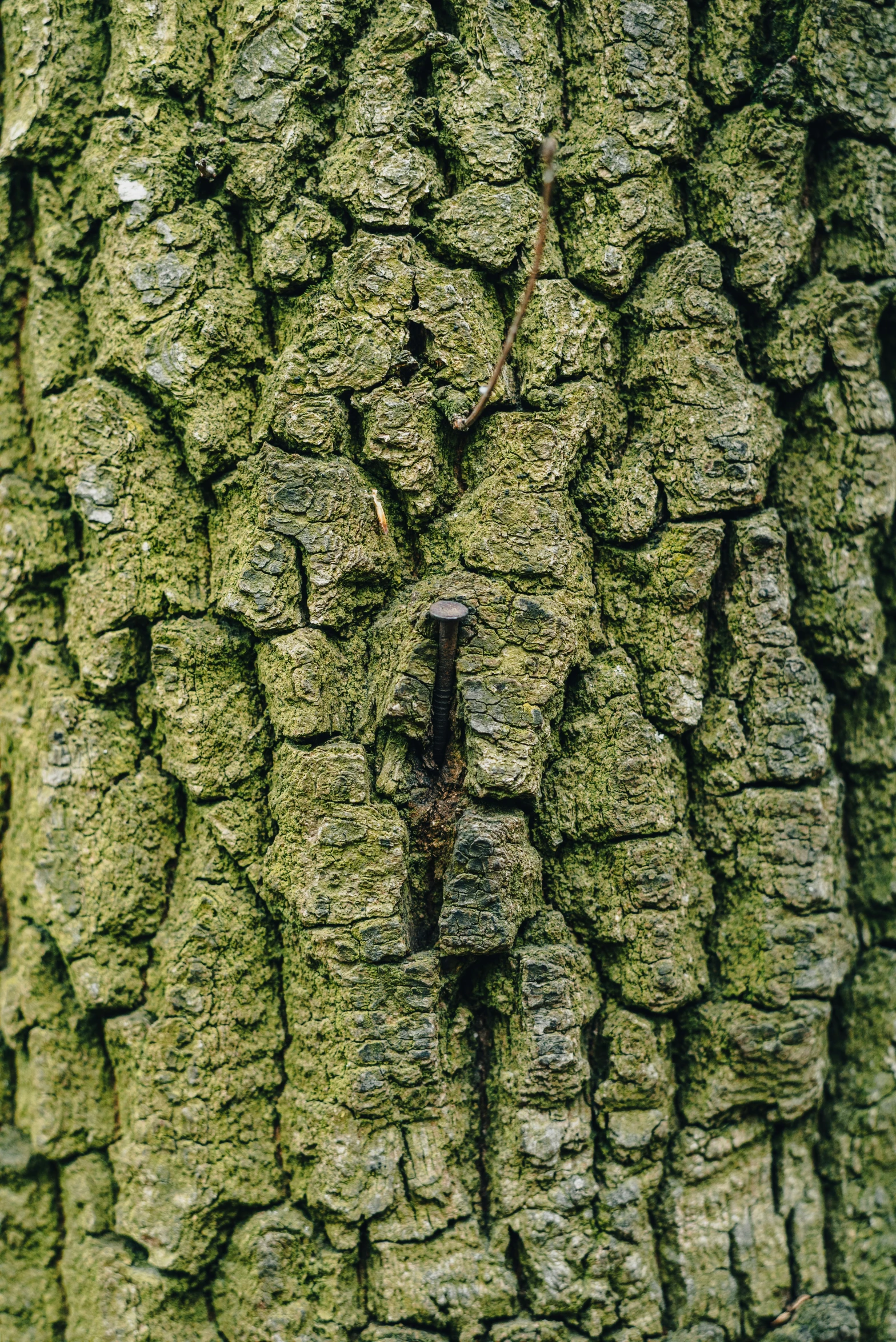 an extremely closeup of the bark on a pine tree