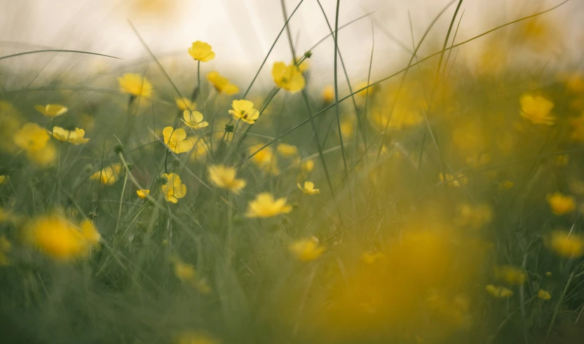 a close up view of wild flowers in the grass