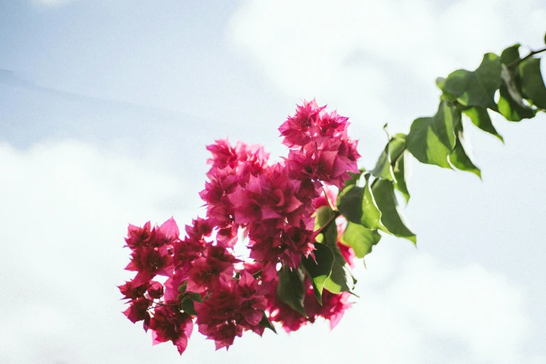 pink flowers blooming on a tree nch