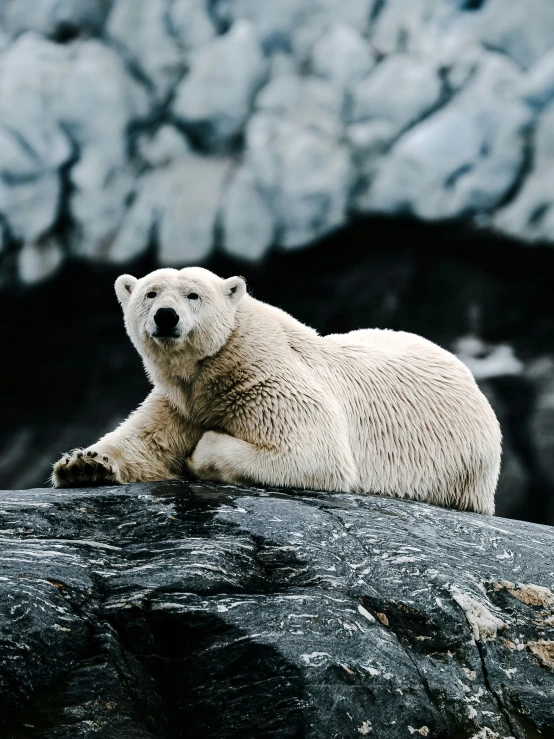 a polar bear laying down on top of a large rock