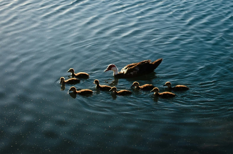 several ducks swimming with one duck and a duckling