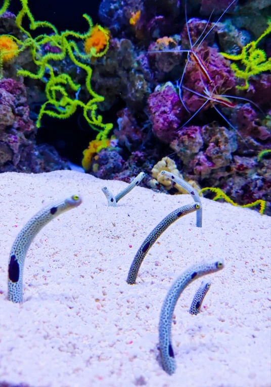 two seaweedes swimming in front of a coral reef