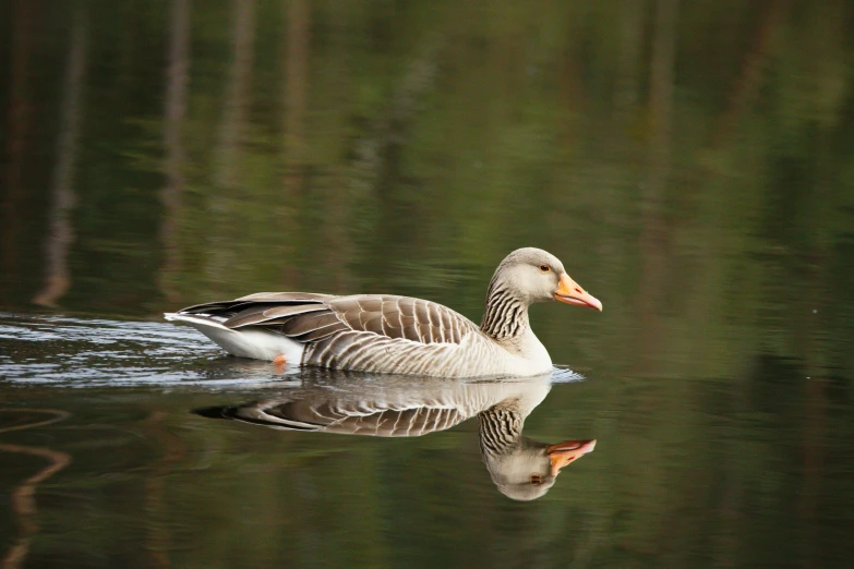 a goose swimming in the water by some trees