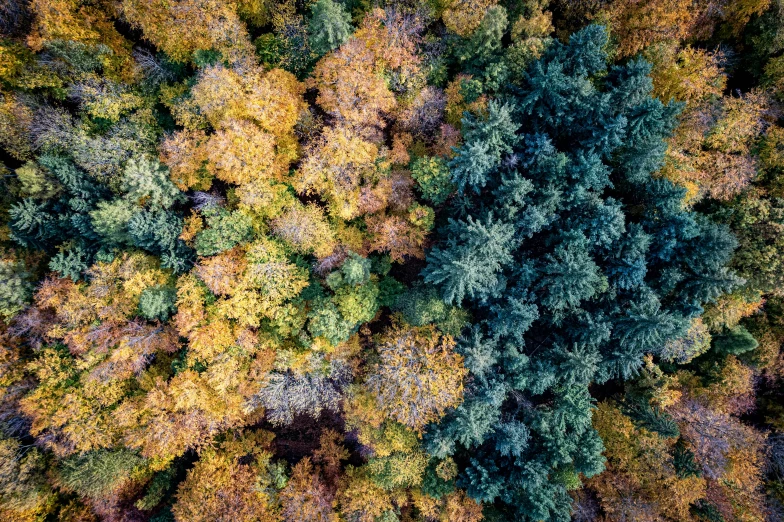 the top view of a forest with a few trees in it