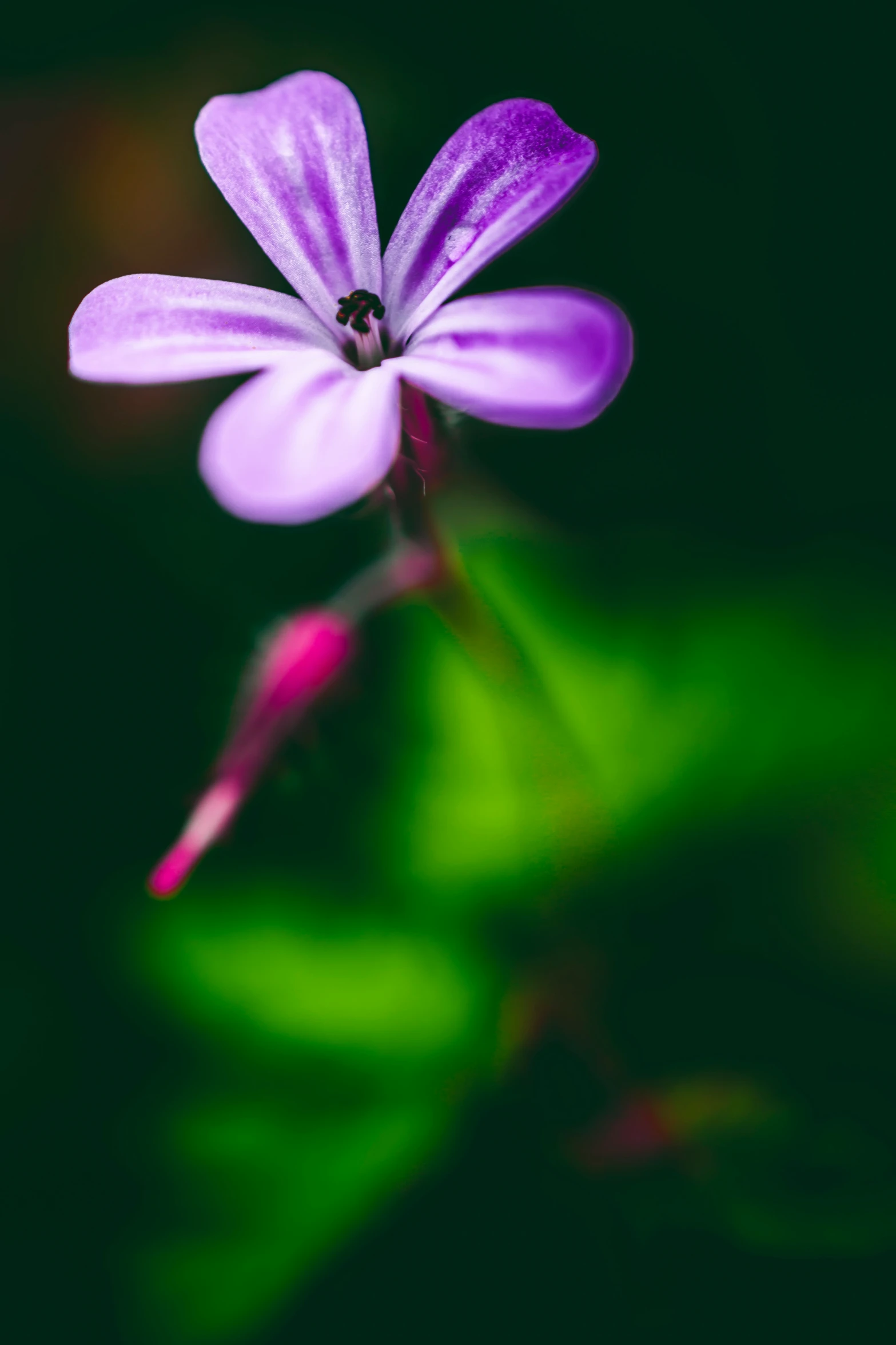 small purple flower with green leaves behind it