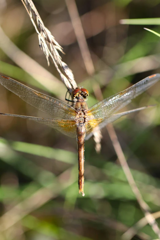 a dragonfly resting on a long thin stalk