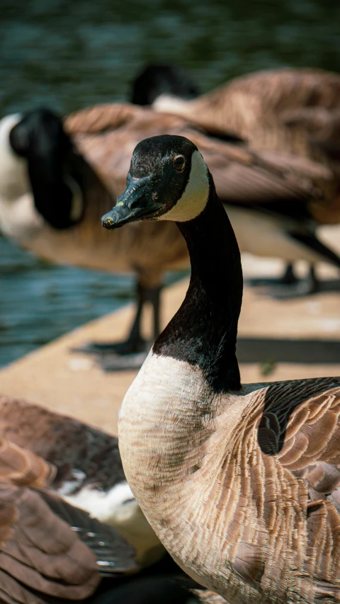 three geese stand in a line next to the water