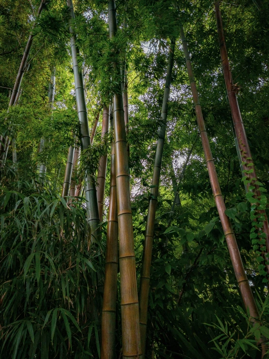 a very tall bunch of bamboo trees in a forest