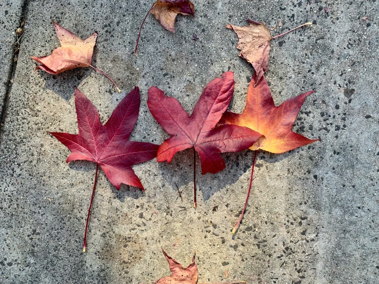 three fallen leaves lay upside down on the sidewalk