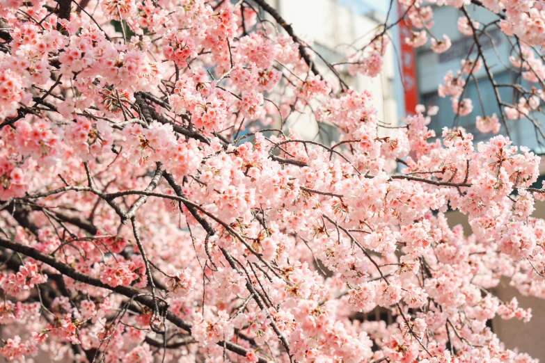 close up view of a blooming tree in spring