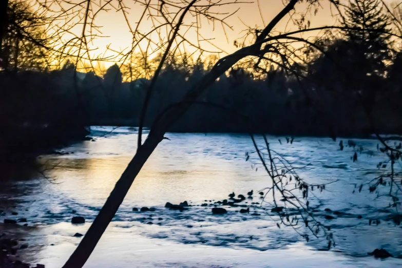 a tree stands over a small body of water