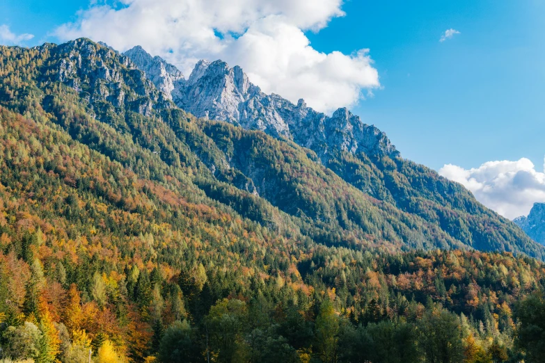 some trees with multicolored foliage in the mountains