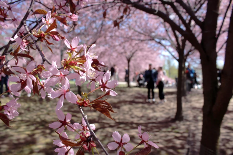 pink flowers bloom on trees as people stroll in the distance