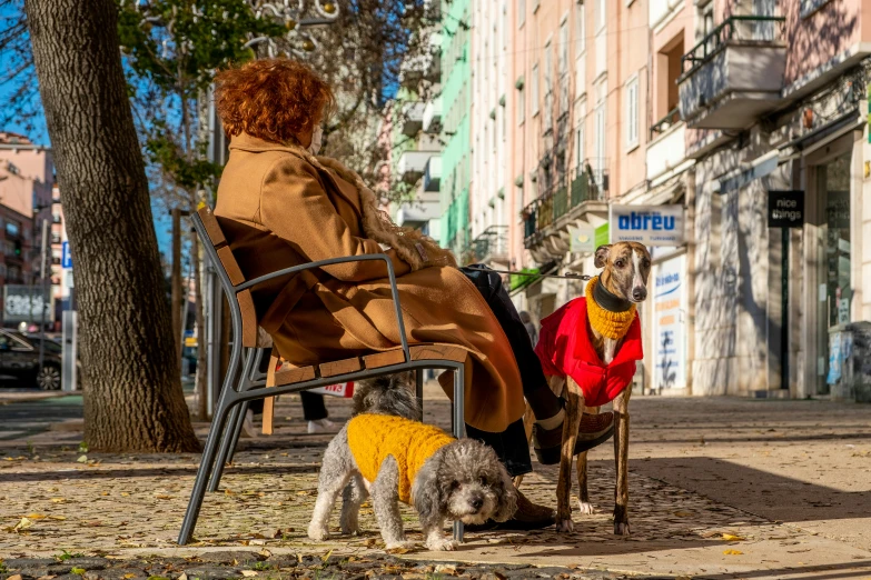 two dogs sitting in chairs, and a lady in the background