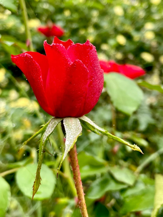 a red flower is in the midst of green leaves