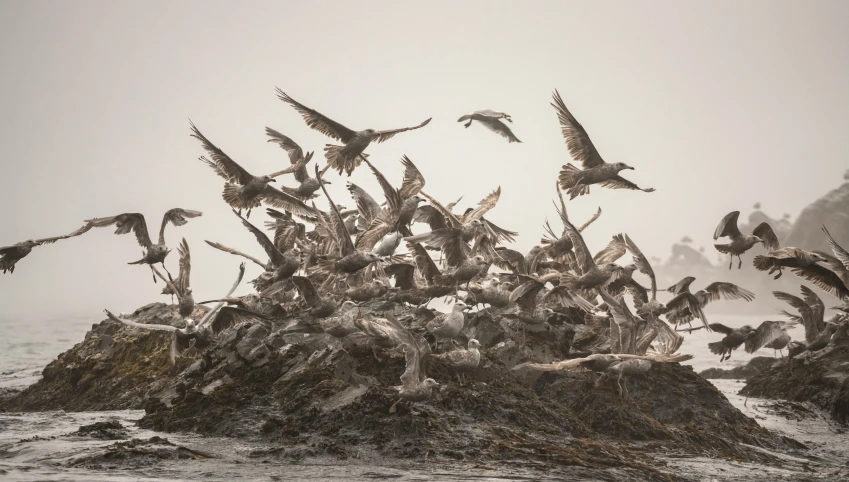 a large flock of birds on top of a rock