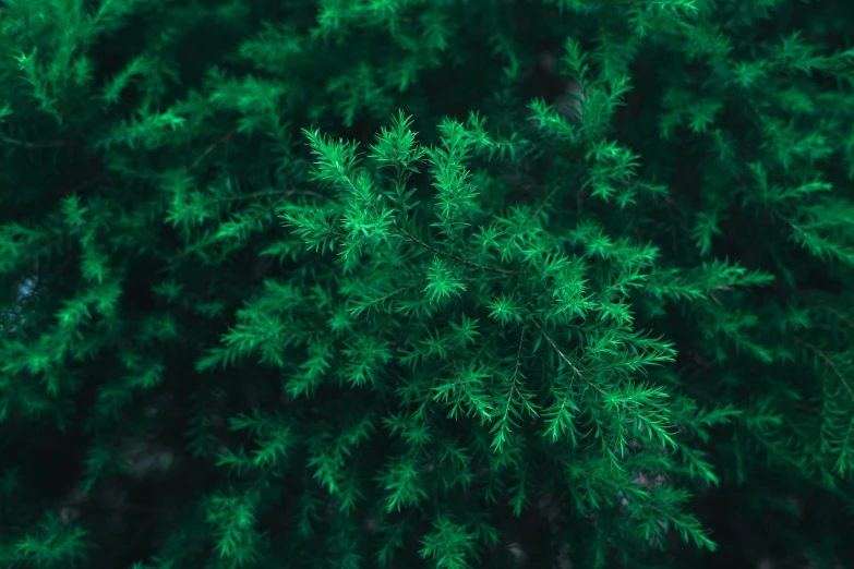 the view from above of the nches of a pine tree