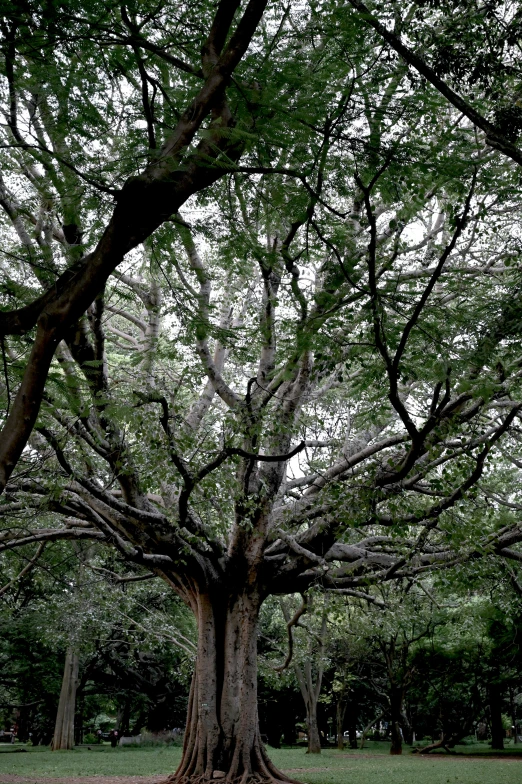 a large tree that has been grafied in the shade