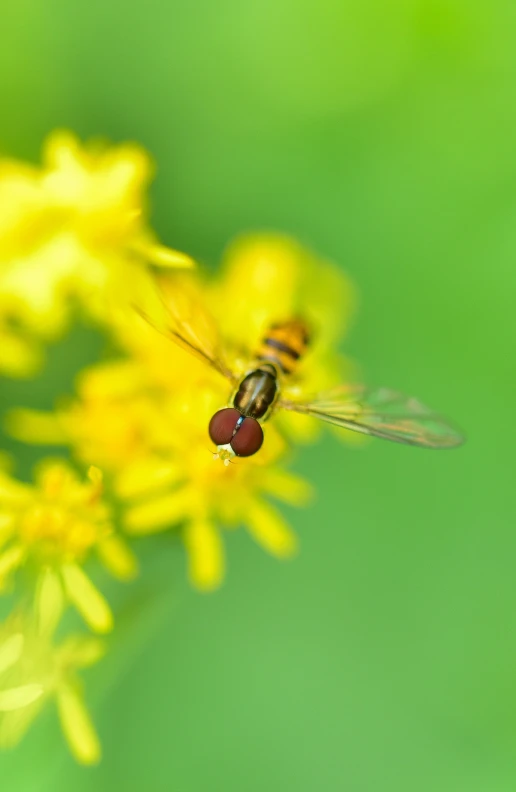 two flies flying in and out of a flower