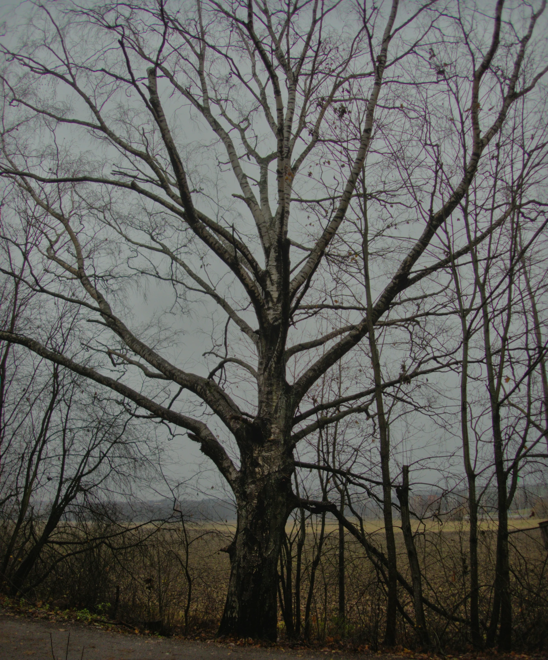 a large white tree on the side of the road