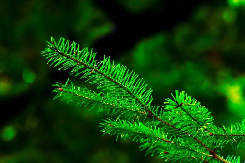 close up view of green needles on a tree